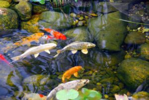 Vibrant koi fish gracefully swim among rounded stones and clear water in a serene Chi Center's garden pond. The scene is a peaceful interplay of orange, white, and golden hues of the koi against the green aquatic plants, reflecting the balance and harmony central to Wisdom Healing Qigong practices.
