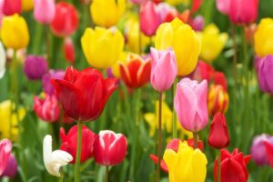 A vibrant field of blooming tulips in red, pink, yellow, and purple, symbolizing renewal, growth, and the blossoming energy of spring, ideal for the Spring 2024 Mini-Retreat Series.