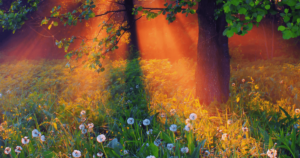 Sunbeams pierce through the forest canopy, illuminating a verdant meadow sprinkled with dandelions, capturing the vibrant source energy of Hun Yuan Chi. This serene scene reflects the tranquility and balance associated with Wisdom Healing Qigong and sound healing, as the morning light enhances the lush greenery and evokes a sense of renewal.