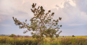 A single pine tree stands prominently in a lush meadow under a pastel sky, symbolizing the grounding and rejuvenating source energy of Hun Yuan Chi. The serene landscape reflects the principles of Wisdom Healing Qigong and sound healing, promoting a sense of peace and connection with nature.