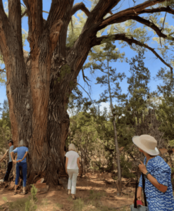 A group of people stands quietly around the base of a towering, ancient tree, some with their hands placed gently on its trunk, while others observe with reverence. The scene is set in a peaceful forested area under a clear sky, capturing a moment of connection, reflection, and gratitude. This image embodies the spirit of appreciation for nature's wisdom and the shared experience of a Magical Sunday