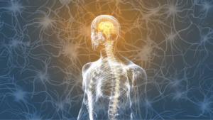 Illustration of a translucent human body with a focus on the nervous system and glowing brain, surrounded by a network of interconnected neural pathways. The background features a web of light and energy, symbolizing the flow of consciousness and vitality, used for Spring 2024 Retreats - Kiva Healing Livestreams.
