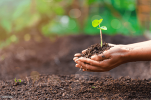 Hands gently cradling a small sprout with fresh green leaves, symbolizing growth, renewal, and connection to nature. The soft, earthy background enhances the sense of nurturing and new beginnings, reflecting the themes of transformation and inner growth in the 2024 Fall Retreats.