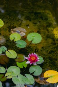 A peaceful pond with lily pads in various shades of green and yellow, featuring a vibrant pink water lily in full bloom. The natural setting and subtle water reflections create a serene, contemplative atmosphere, symbolizing beauty, renewal, and inner peace—key elements of the 2024 Fall Retreats.