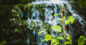 A close-up of vibrant green leaves on slender branches, set against the soft, blurred background of a cascading waterfall. The fresh foliage and flowing water evoke a sense of vitality, growth, and renewal, symbolizing the nourishing and transformative power of nature. This image captures the essence of Qi: Your Radical Partner for Accelerated Healing and Growth, representing the dynamic flow of life energy, rejuvenation, and the continuous cycle of healing and growth supported by natural elements.