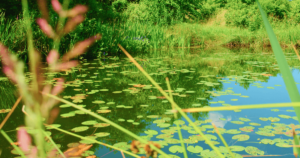 A serene natural pond surrounded by lush greenery, with lily pads gently floating on the water's surface. Tall grasses and wildflowers frame the scene, adding a sense of depth and tranquility. The clear reflection of the sky and trees in the pond evokes a feeling of harmony and balance, embodying the principles of Living Tao: A Journey of Collective Awakening and Profound Transformation. This peaceful landscape invites viewers into a state of mindfulness and connection with nature, symbolizing inner stillness, renewal, and the profound simplicity of being present.