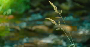 A close-up of a delicate grass stem with seeds, set against a softly blurred, vibrant green background, suggesting a peaceful natural setting near a stream or woodland. This image perfectly captures the essence of Qi: Your Radical Partner for Accelerated Healing and Growth, symbolizing the flow of energy, growth, and the nurturing presence of nature in supporting inner healing and personal development.