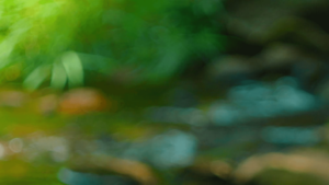 Abstract nature-inspired background image with blurred greens, earthy tones, and soft light, evoking a serene, healing atmosphere. This image symbolizes natural growth, tranquility, and the transformative journey of self-healing. It is well-suited for themes related to mastering self-healing and addressing chronic health challenges through Wisdom Healing Qigong.