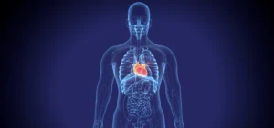 Illustration of a human body highlighting the heart, symbolizing sound healing Qigong for mind and body connection, with energy flow visualization