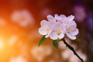 Close-up of delicate pink blossoms set against a warm, blurred orange and purple background