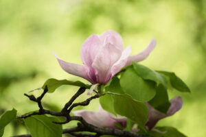 Close-up of a soft pink flower petal against a blurred green background