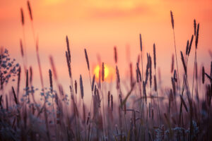Serene sunset scene with soft orange and pink hues blending in the sky, silhouetted by tall grass stems
