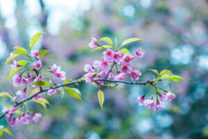 Delicate pink cherry blossoms on a branch with fresh green leaves