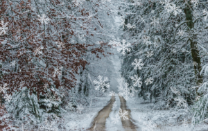 Close-up view of frosted branches and leaves, capturing the intricate beauty of winter's icy touch on nature.
