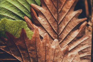 Close-up of overlapping green and brown leaves showcasing intricate textures and patterns