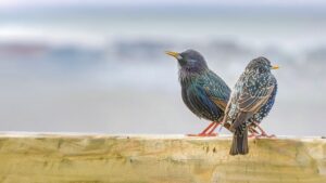 Two vibrant starlings perched on a wooden beam, symbolizing the early bird's energy