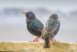 Two vibrant starlings perched on a wooden beam, symbolizing the early bird's energy