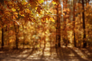 Golden autumn leaves illuminated by sunlight, hanging gracefully over a blurred forest background, evoking a serene and warm seasonal ambiance.