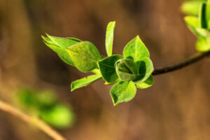 A small green leaf sprouting against a blurred earthy background