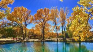 A serene autumn scene featuring vibrant golden trees reflecting on the surface of a tranquil blue pond under a clear blue sky. Red chairs and a small gazebo sit in the background, adding a touch of relaxation and harmony to the natural setting.