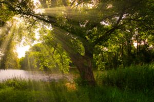Serene riverside scene with sunlight streaming through lush green tree branches, creating golden rays and a tranquil atmosphere in nature.