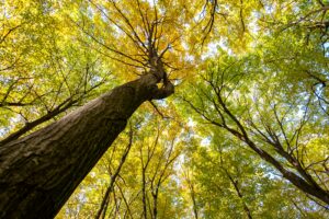 Tall tree trunk with golden and green leaves illuminated by sunlight, showcasing the beauty of a vibrant forest canopy during autumn.