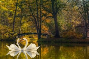 A serene autumn scene with two white swans forming a heart shape with their necks while floating on a calm lake, surrounded by vibrant fall foliage and a picturesque arched bridge in the background.