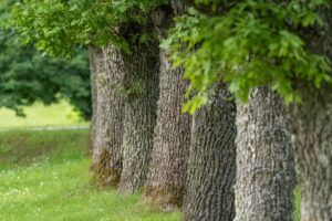 A serene row of mature trees with textured bark and lush green leaves, lining a grassy field in a peaceful natural setting. Ideal for themes of nature, tranquility, and environmental conservation.