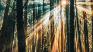 Sunlight streaming through a dense forest, illuminating tall trees and creating a serene, mystical atmosphere, symbolizing peace, nature’s beauty, and spiritual awakening.