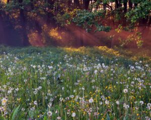 Sunlight streaming through a lush forest onto a vibrant wildflower meadow filled with dandelions, buttercups, and tall grass, evoking peace, natural beauty, and a serene connection to nature—ideal for eco-wellness, nature therapy, or mindfulness retreat themes.