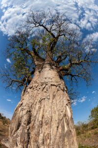 Majestic baobab tree captured from a low angle against a vibrant blue sky with scattered clouds, showcasing its massive trunk and sparse branches—symbolizing ancient wisdom, strength, and resilience in nature.