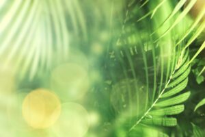 Lush green palm leaves with soft sunlight and dreamy bokeh overlay, creating a peaceful, tropical, and rejuvenating atmosphere.