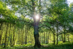 Sunlight beams through the center of a majestic tree in a lush green forest, casting radiant light across the grassy woodland floor.