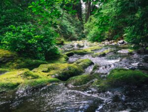 Peaceful forest stream flowing over moss-covered rocks surrounded by lush green foliage, capturing the essence of natural healing, tranquility, and connection to Earth’s energy.