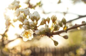 Close-up of white cherry blossom flowers blooming on a branch with golden sunlight shining through, symbolizing spring awakening and renewal.